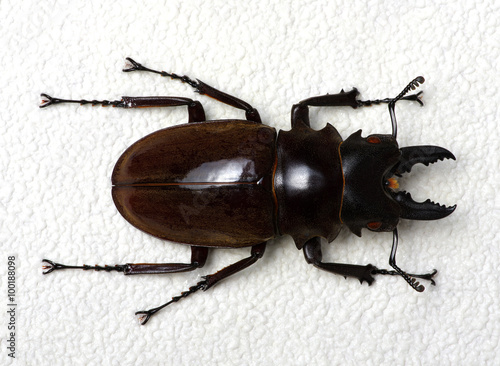 Stag beetle © Alekss