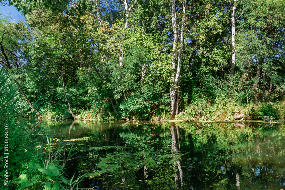Fototapeta premium River among the trees