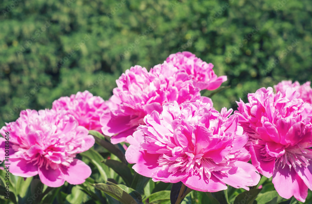 Fototapeta premium Pink peony flower 