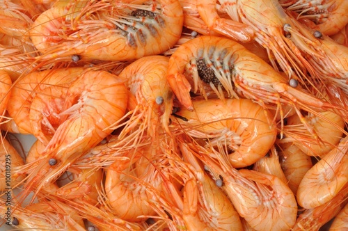 prawn Shrimp