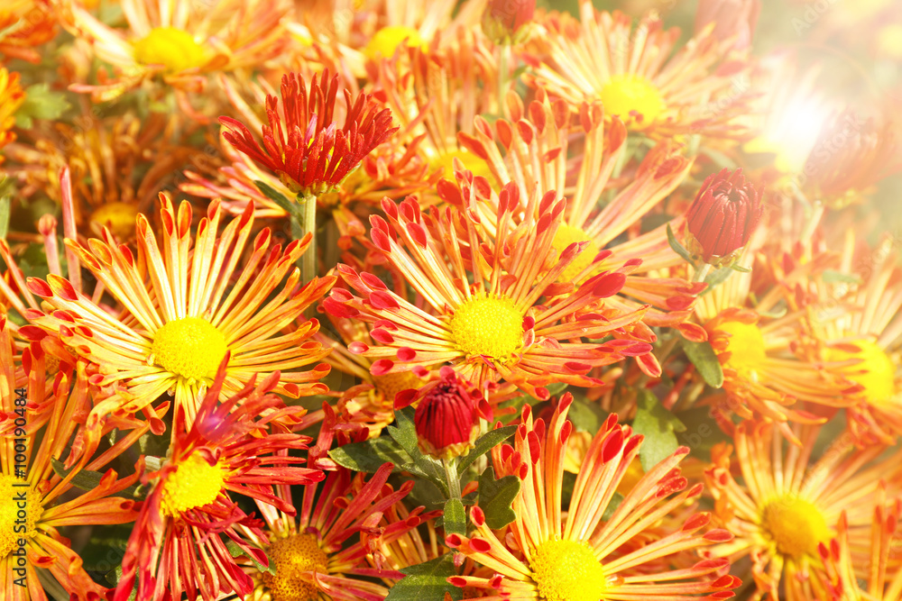 Beautiful chrysanthemum flowers, close-up, outdoors Beautiful chrysanthemum flowers, close-up, outdoors