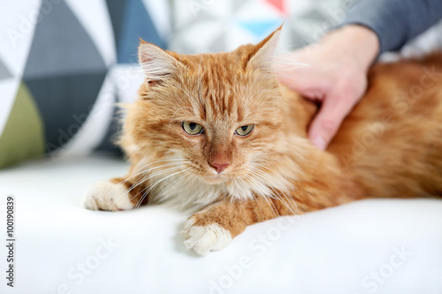 Fluffy red cat lying on a sofa