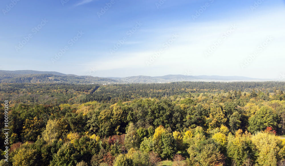 Obraz premium forest , autumn season