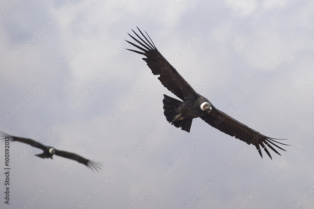 Wild Andean Condors (Condor Vultur gryphus) flying against a cloudy sky in the Andes Mountains near Santiago in Chile. Wild Andean Condors (Condor Vultur gryphus) flying against a cloudy sky in the Andes Mountains near Santiago in Chile.