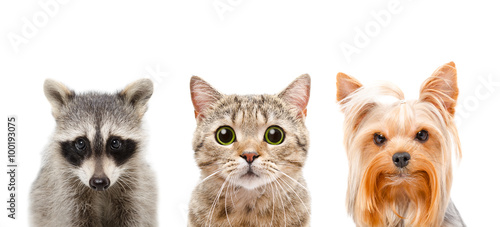 Fototapeta Naklejka Na Ścianę i Meble -  Portrait of a raccoon, cat and dog together