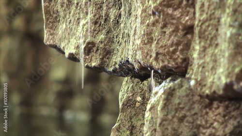 Dripping water from the rocks. photo