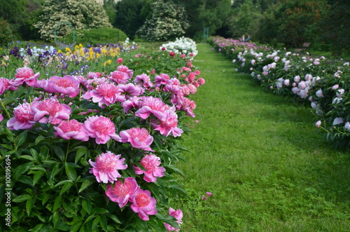 Beautiful peony flowers 