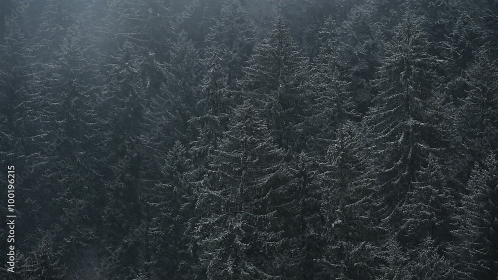 Winter scene with snowfall on a pine tree forest Winter scene with snowfall on a pine tree forest