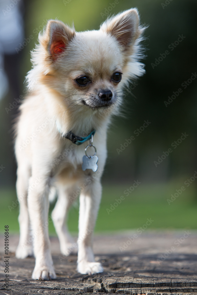 chihuahua chihuahua