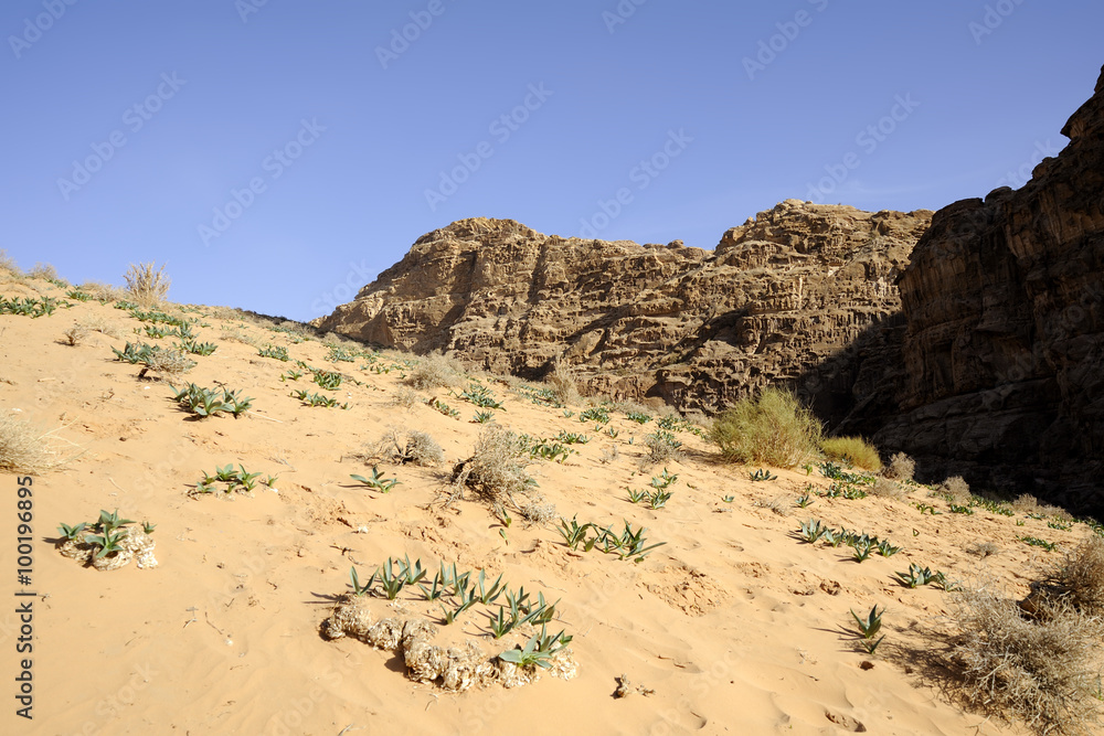 Fresh plants on desert sand, Jordan