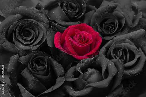 Black and red roses with water drops. valentine background