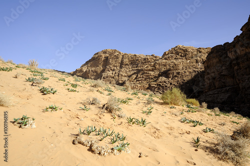 Fresh plants on desert sand, Jordan