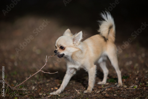 chihuahua pelo lungo