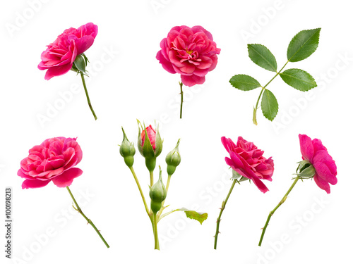 Fototapeta Naklejka Na Ścianę i Meble -  Pink roses, buds and leaves