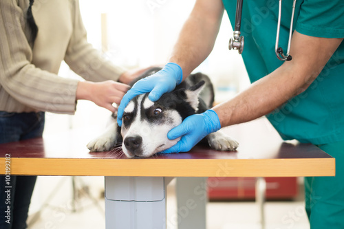 Veterinarian is examining a cute siberian husky at hospital.