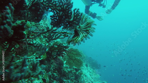 Wallpaper Mural Coral reef and tropical Fish. Torontodigital.ca