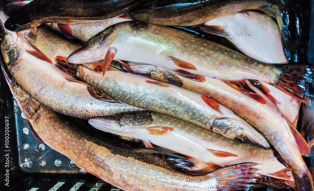Obraz premium freshly caught pike