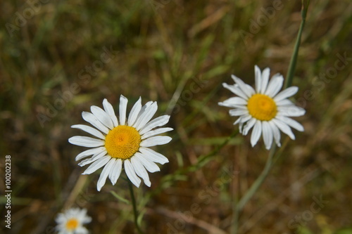 white daisy