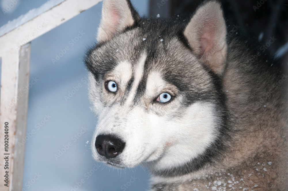 Siberian Husky mit blauen Augen Siberian Husky mit blauen Augen