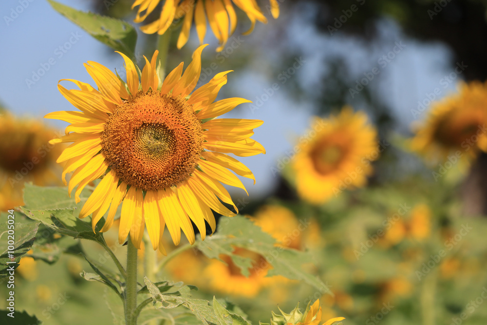 Fototapeta premium Sunflower in the field, selective focus, front view