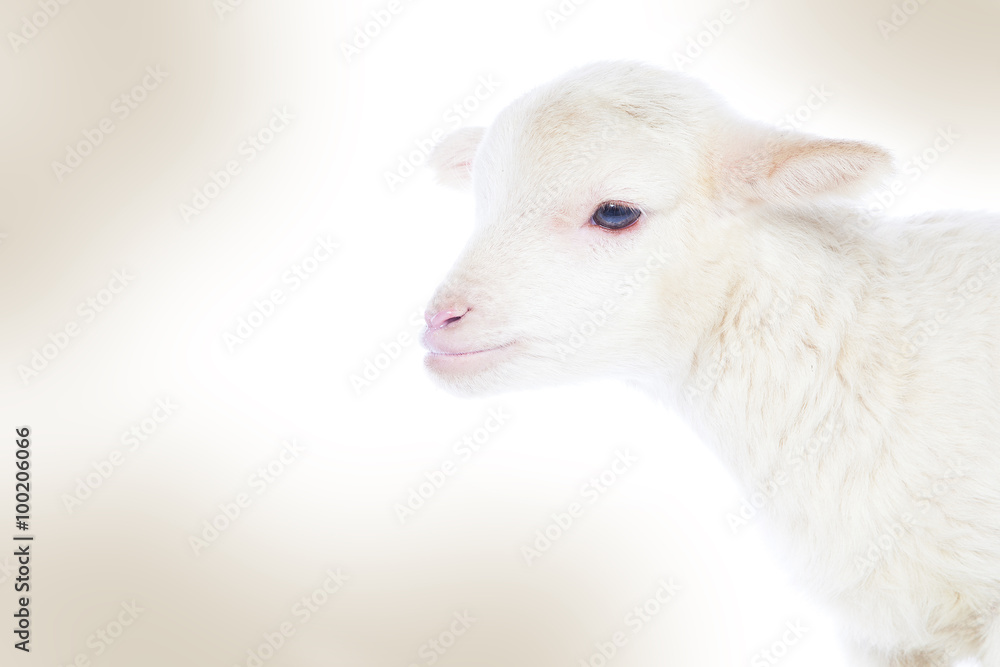 Naklejka premium White baby lamb