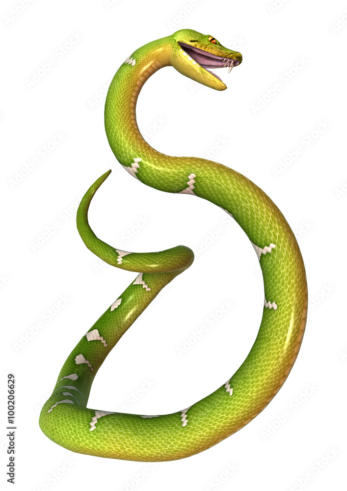 Fototapeta premium Green Tree Python on White
