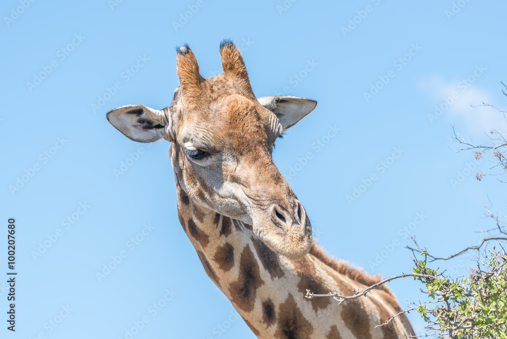 Naklejka premium Żyrafa w rezerwacie przyrody Franklin