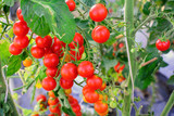a bunch of tomato growing in agricultural organic farm