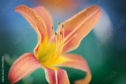 Close yp of an orange lily