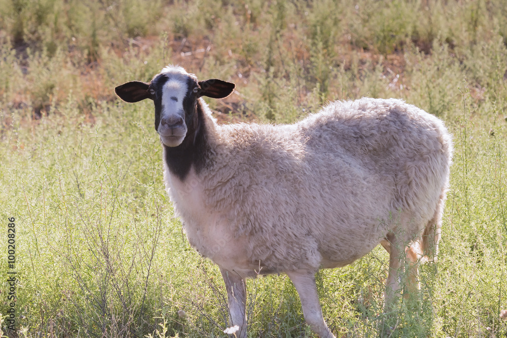 Fototapeta premium Cute sheep portrait at a meadow. 