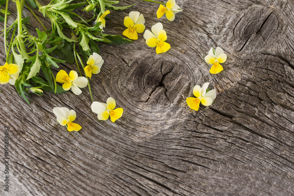Obraz premium Violets flowers on wooden background