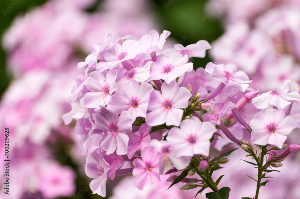 Phlox close up Phlox close up