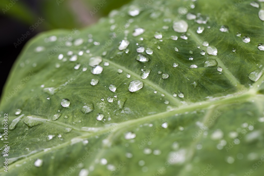 Drops of water on a lotus leaf Drops of water on a lotus leaf