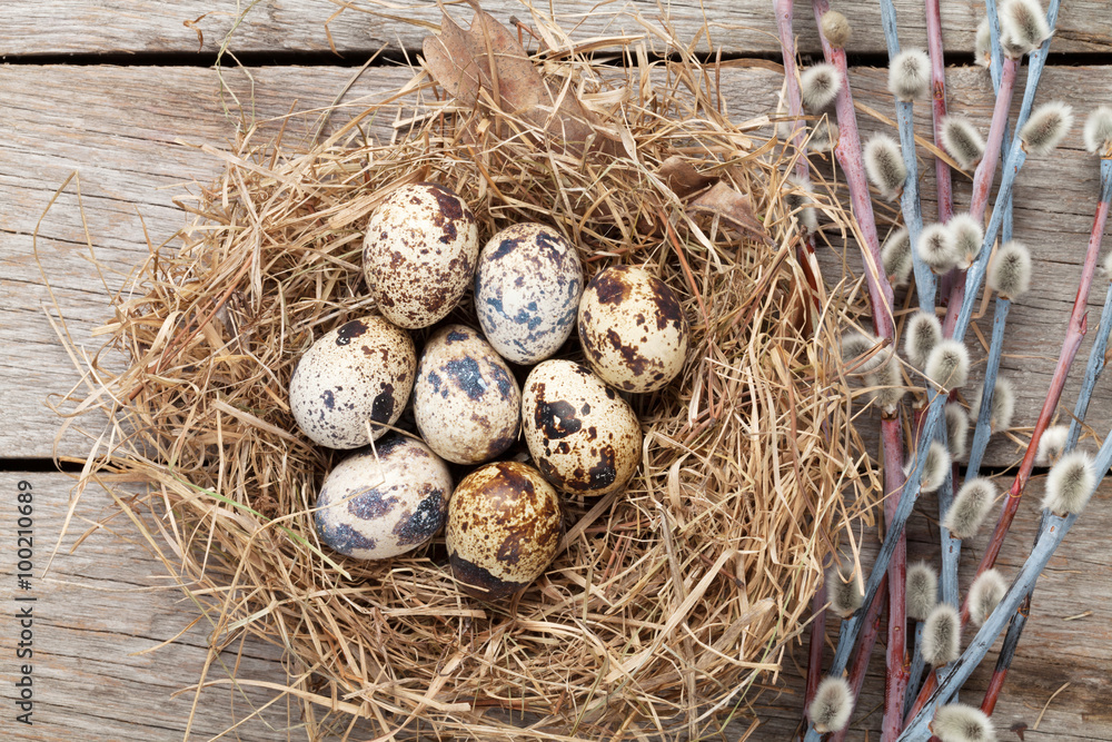 Quails eggs in nest Quails eggs in nest