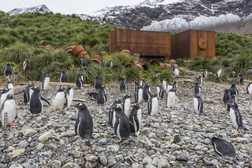 Gentoo penguins (Pygoscelis papua) amongst abandoned whaling equipment at Godthul, South Georgia photo