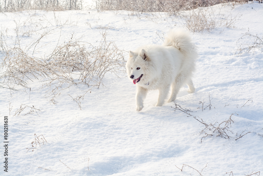 Samoyed white dog on snow Samoyed white dog on snow