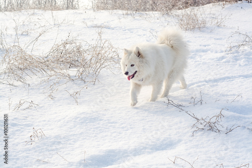 Samoyed white dog on snow