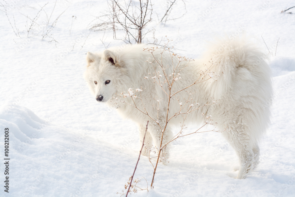 Fototapeta premium Samoyed biały pies na śniegu