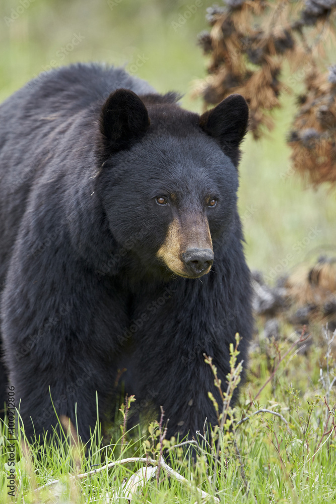Black bear (Ursus americanus), Yellowstone National Park, Wyoming Black bear (Ursus americanus), Yellowstone National Park, Wyoming