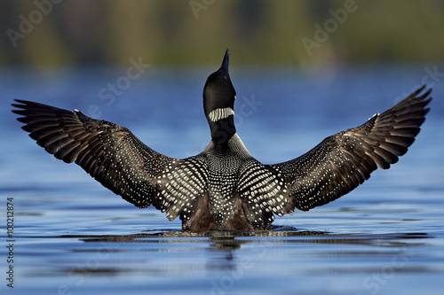 Common Loon (Gavia immer) stretching its wings, Lac Le Jeune Provincial Park, British Columbia, Canada