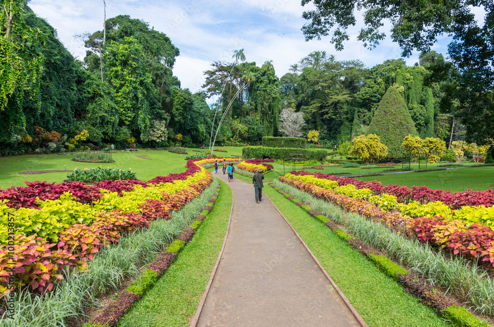 Royal Botanical Garden Peradeniya. Sri Lanka