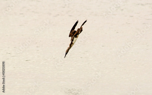 Canvastavla A Booby diving into the sea