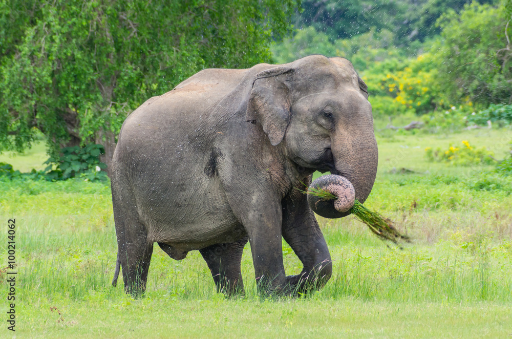 Sri Lankan elephant eating grass in Yala national park