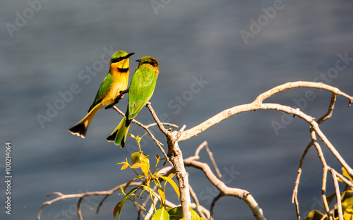 Little Bee eaters perched on a branch