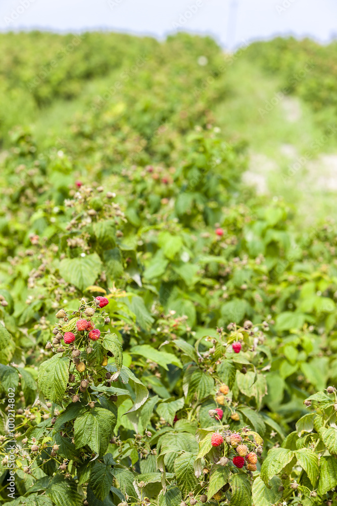 Obraz premium raspberry bushes