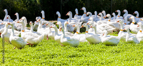 goose farm, Czech Republic