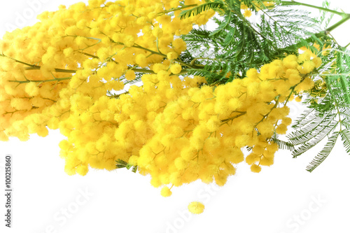 Acacia dealbata or acacia whited (Mimosa) isolated on white