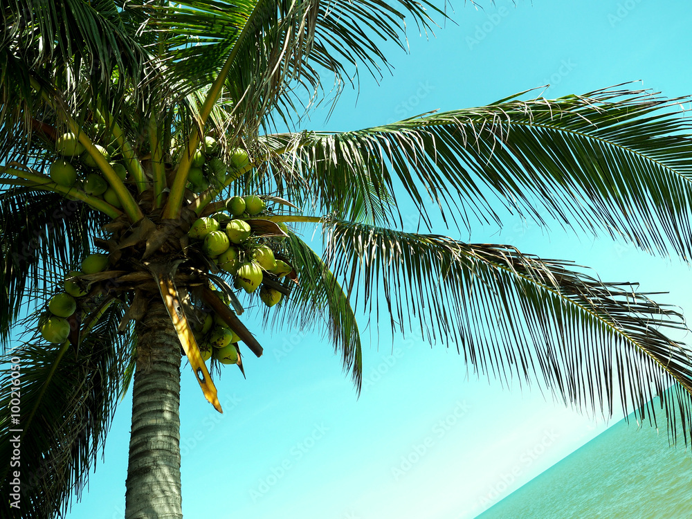 Fototapeta premium Coconut tree