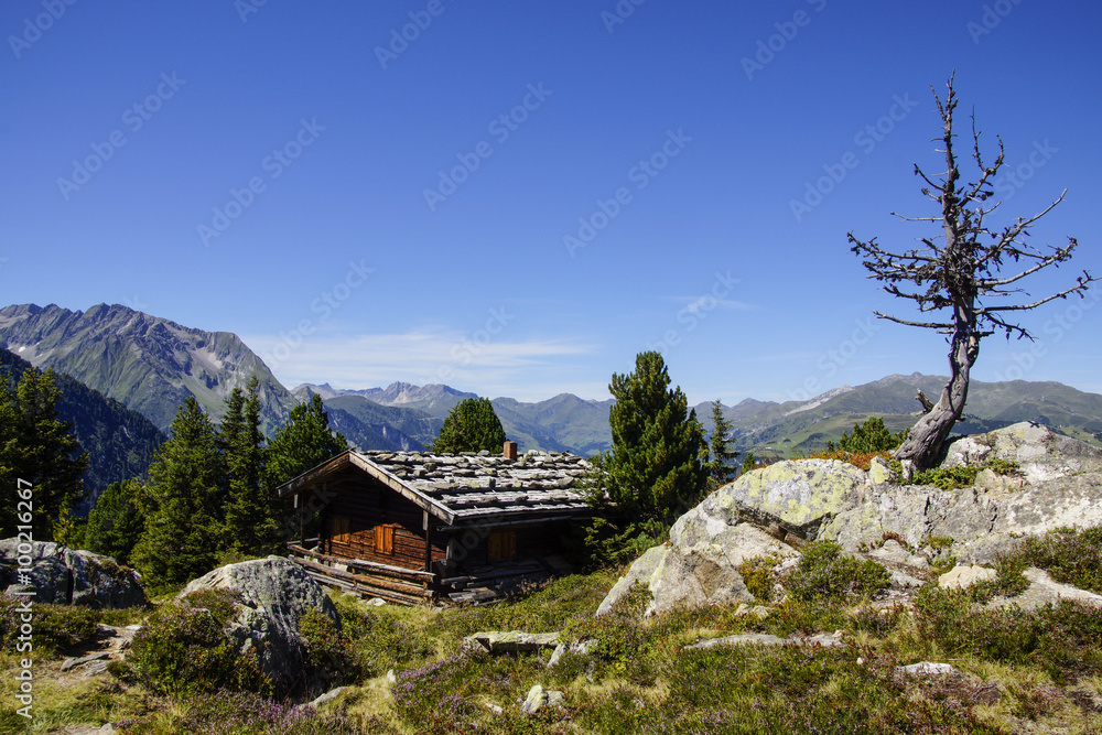 Hütte mit altem Baum