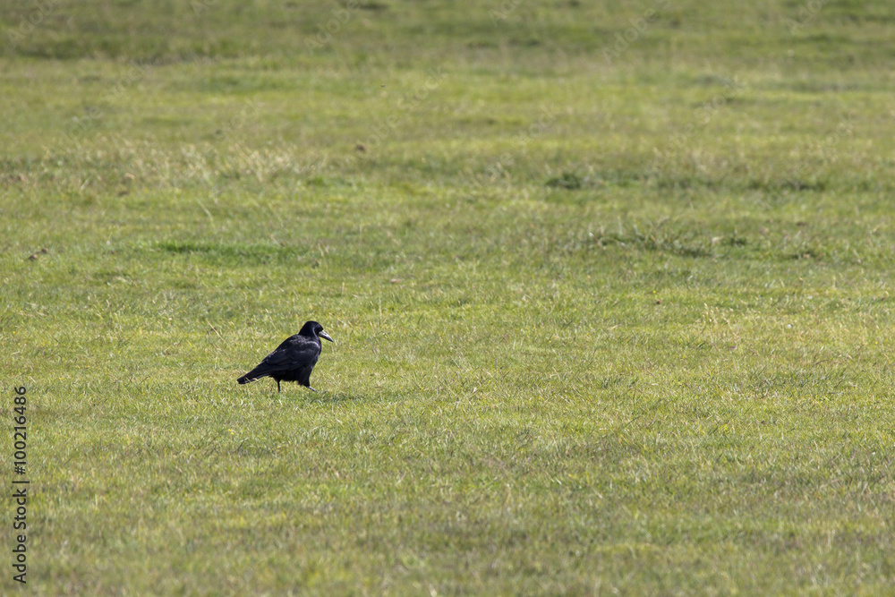 Krähen im Dartmoor Krähen im Dartmoor